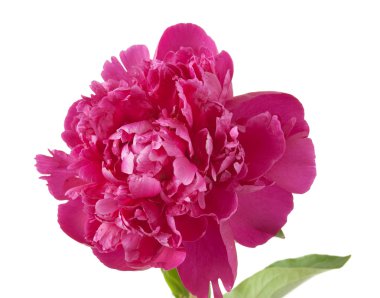 Şakayık çiçeği, beyaz arkaplanda izole edilmiş.