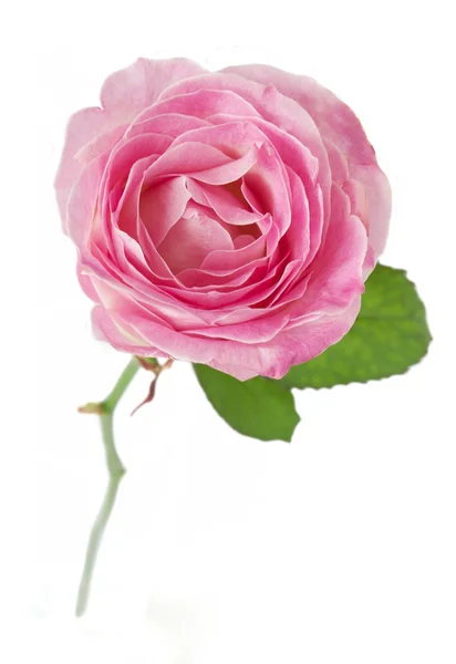 Vacker rosa ros isolerad på vit bakgrund — Stockfoto