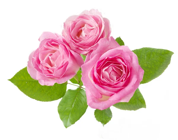 Roze bloemen bos geïsoleerd op witte achtergrond — Stockfoto