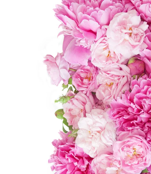 Beautiful Pink Peony Flowers White Background Template Greeting Card Space — Stock Photo, Image