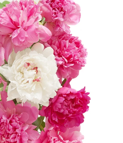 Peony flowers bunch isolated on white background — Stock Photo, Image