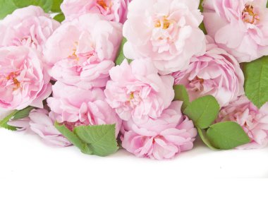 Gül çiçek bsckground portre