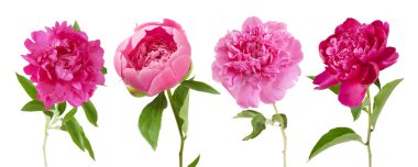 Şakayık çiçeği, beyaz arkaplanda izole edilmiş.