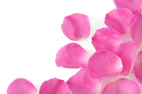 Okvětní lístky růží izolované na bílém pozadí — Stock fotografie