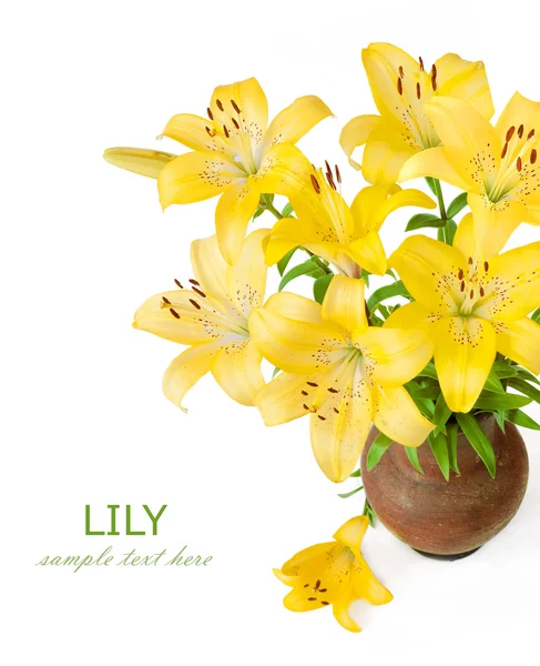 Yellow Lily Flowers Isolated White Background Template Greeting Card Space — Stock Photo, Image
