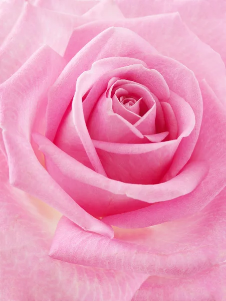 Rosa Flor Close Modelo Para Cartão Saudação — Fotografia de Stock