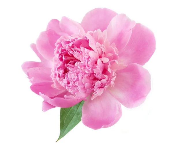 Peony flower closeup isolated on white background — Stock Photo, Image