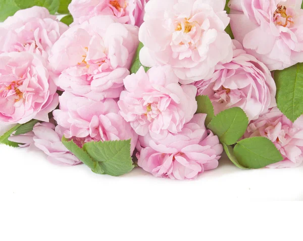 Flores de rosa bsckground primer plano — Foto de Stock