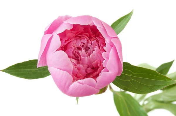 Peony flower closeup isolated on white background — Stock Photo, Image