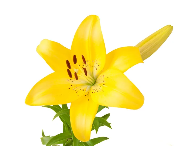 Желтая Лилия Изолированы Белом Фоне — стоковое фото