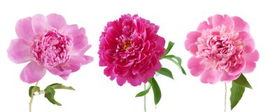 Şakayık çiçeği, beyaz arkaplanda izole edilmiş.