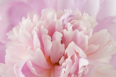 Güzel pembe şakayık çiçekleri