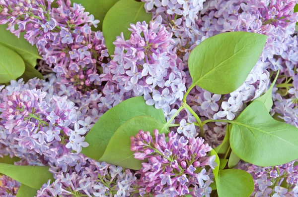 Liliowe Kwiaty Gałęzi — Zdjęcie stockowe