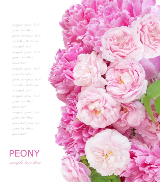 Beautiful Pink Peony Flowers White Background Template Greeting Card Space — Stock Photo, Image