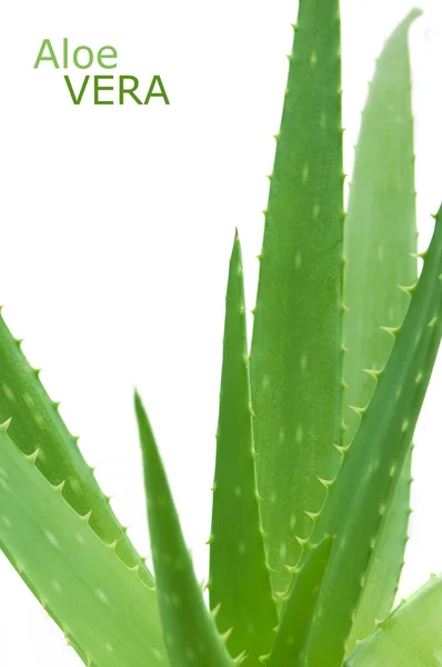 Pianta Aloe Vera Isolata Fondo Bianco — Foto Stock