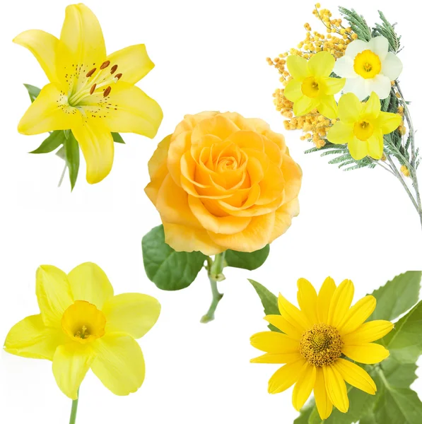 Set Beautiful Yellow Flowers Isolated White Background — Stock Photo, Image