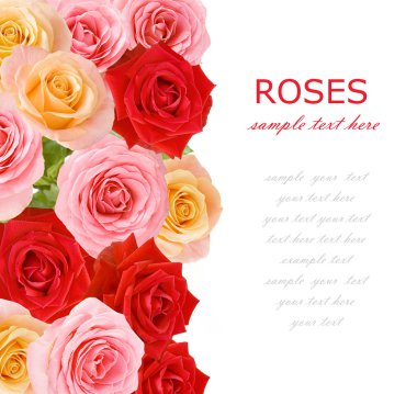 Beyaz arkaplanda güzel güller, tebrik kartı şablonu ve metin için boşluk