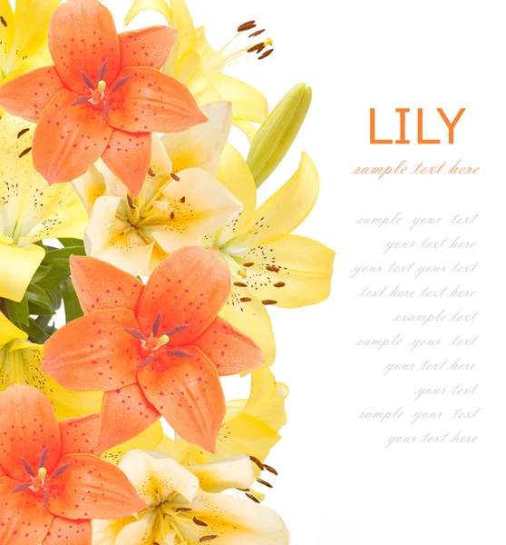 Beautiful Lily Flowers White Background Template Greeting Card Space Your — Stock Photo, Image