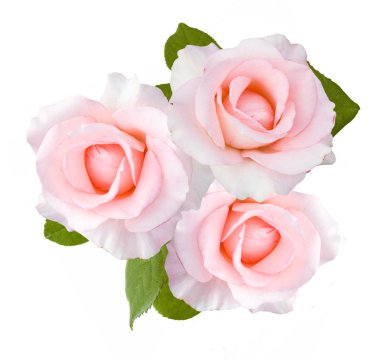 Beyaz arkaplanda izole edilmiş pembe güller