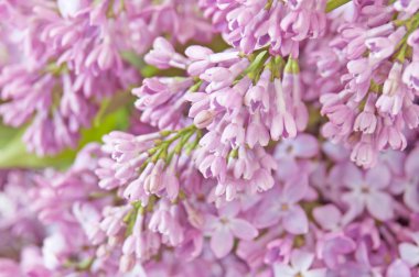 Beyaz arkaplanda güzel leylak çiçekleri, mesajınız için yeri olan tebrik kartı şablonu