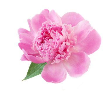Beyaz arkaplanda izole edilmiş pembe şakayık çiçeği