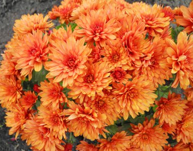 Bahçedeki güzel kasımpatı çiçekleri