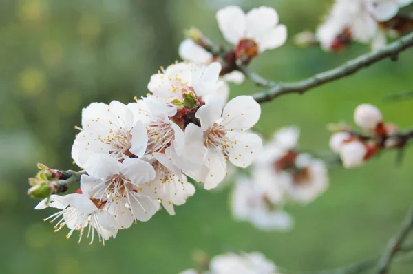 Vita Blommor Äppelträd Våren — Stockfoto
