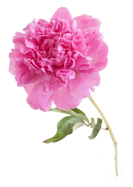 Rosa Pion Isolerad Vit Bakgrund — Stockfoto