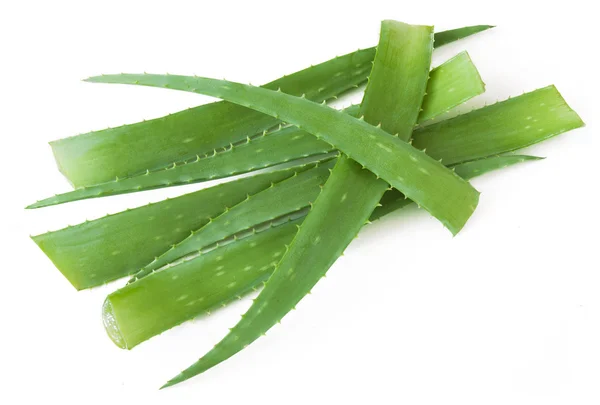 Πράσινο Φυτό Aloe Vera Λευκό Φόντο — Φωτογραφία Αρχείου