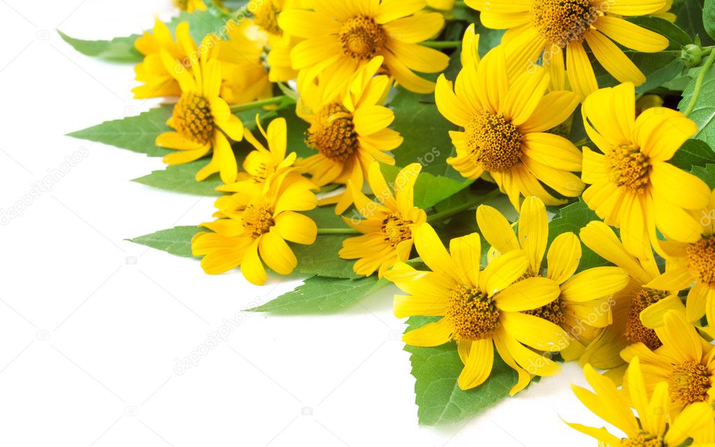yellow flowers isolated on white background, template for greeting card with space for your text