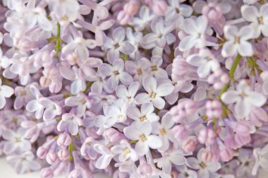 Beyaz bir baharın arka planında güzel leylak çiçekleri