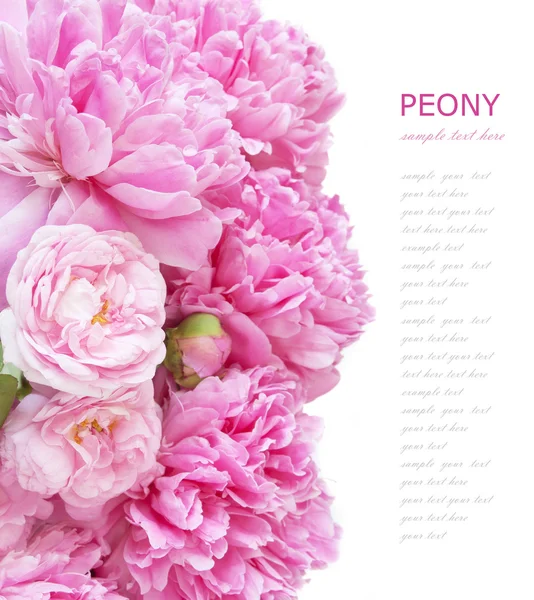 Belles Fleurs Pivoine Rose Sur Fond Blanc Avec Espace Pour — Photo