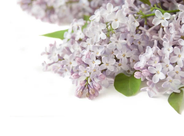 白色背景上美丽的紫丁香花 — 图库照片