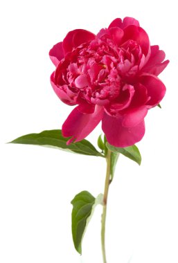 Beyaz arka planda izole edilmiş güzel şakayık çiçeği