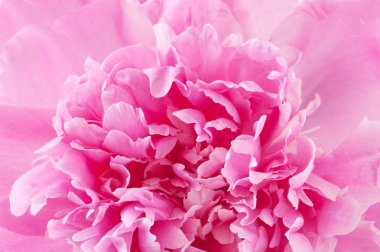 Beyaz arka planda pembe şakayık çiçeği