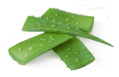Yeni Aloe Vera beyaz arka planda izole edildi