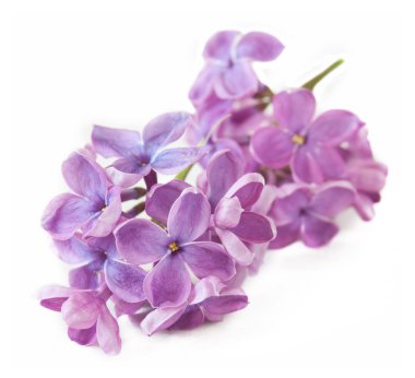 Beyaz arkaplanda yalıtılmış leylak çiçekleri