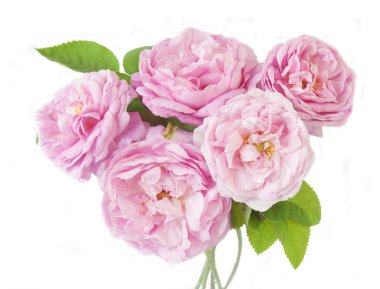 Beyaz arkaplanda izole edilmiş pembe şakayık çiçekleri