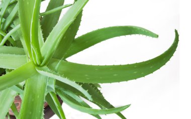 Beyaz arkaplanda yeşil aloe vera bitkisi