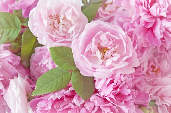 Flores Peônia Rosa Fundo Branco — Fotografia de Stock