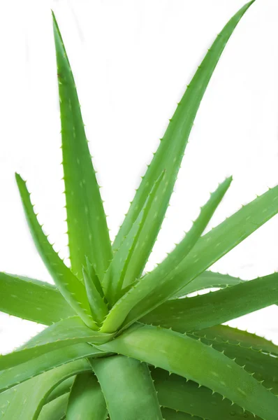 Rośliny Aloesu Zielonymi Liśćmi — Zdjęcie stockowe