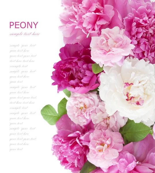 Vacker Rosa Pion Blommor Vit Bakgrund Med Utrymme För Din — Stockfoto
