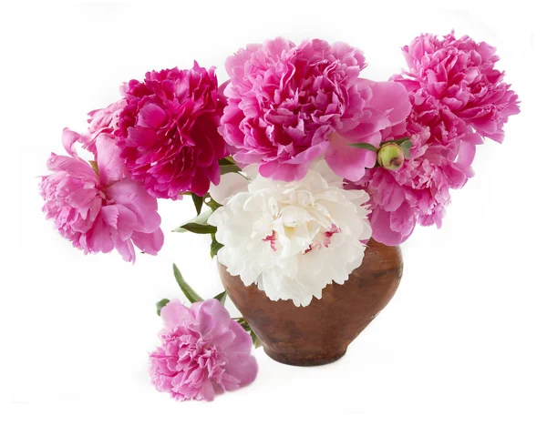 Peony bunch isolated on white background — Stock Photo, Image