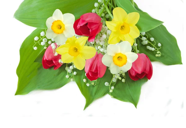 Beautiful Flowers White Background — Stock Photo, Image