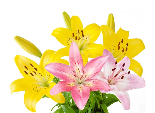 Beyaz Arka Planda Izole Edilmiş Zambak Çiçekleri — Stok fotoğraf