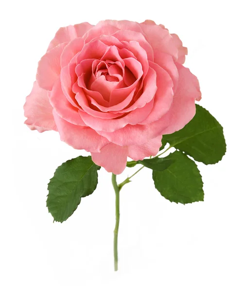 Pink Rose Isolated White Background — Stock Photo, Image