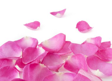 Beyaz arkaplanda izole edilmiş pembe gül yaprakları