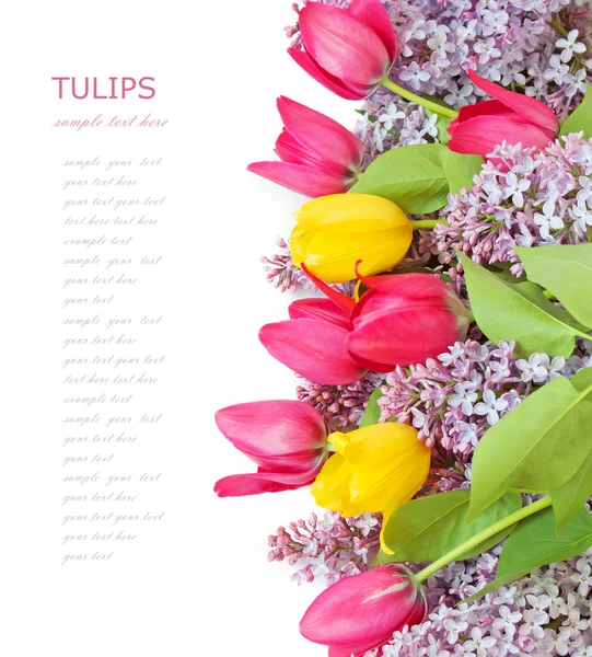 Tulipes Printanières Avec Fleurs Lilas Sur Fond Blanc — Photo