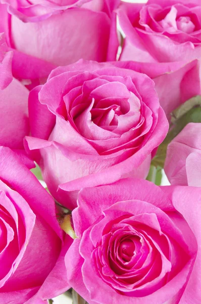 Hermosas Rosas Rosadas Sobre Fondo Blanco — Foto de Stock