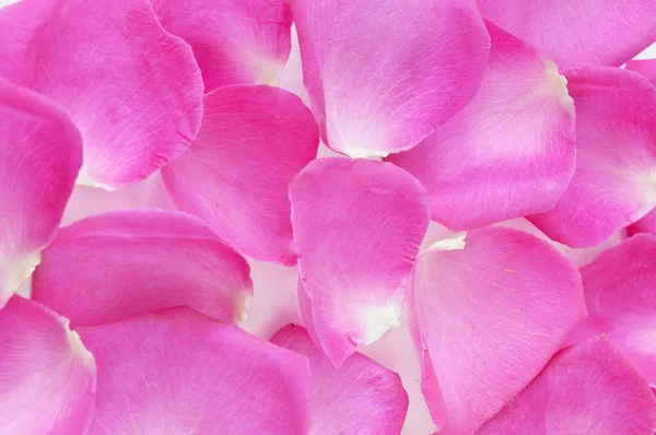 Różowe Płatki Róż Tło Flory Powitanie Miejsca Tekst — Zdjęcie stockowe